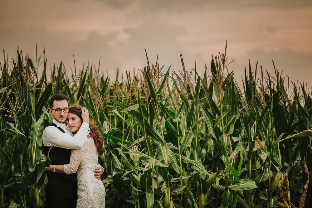 plener ślubny w polu kukurydzy