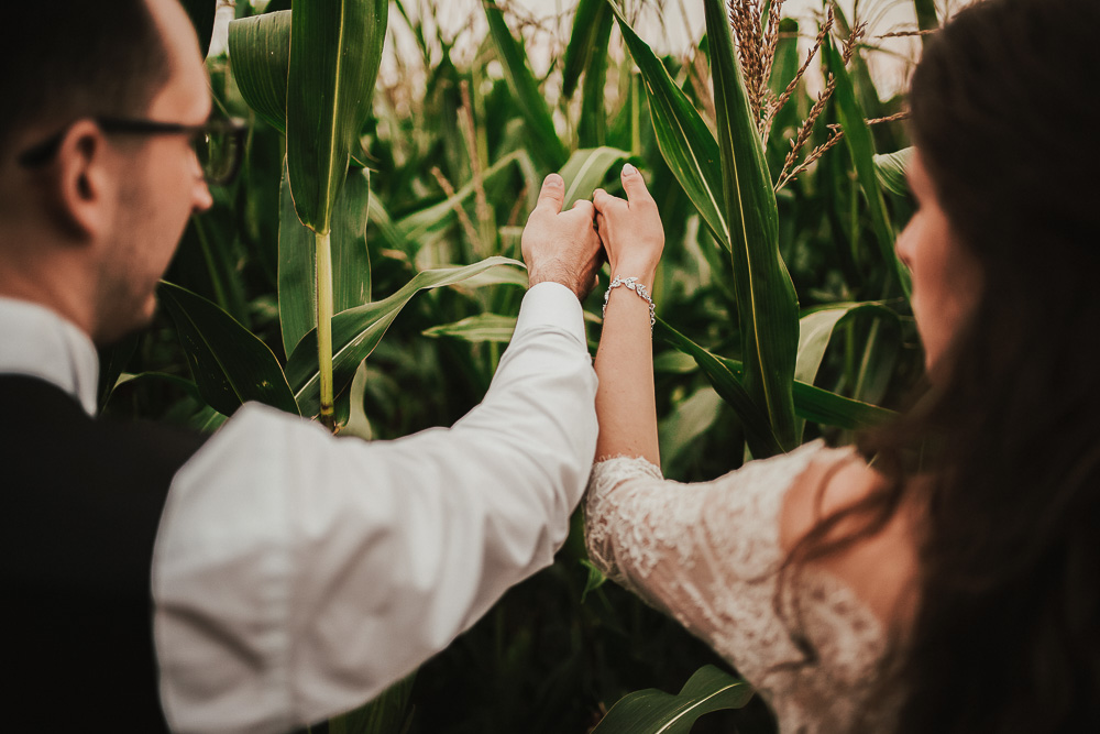plener ślubny w polu kukurydzy